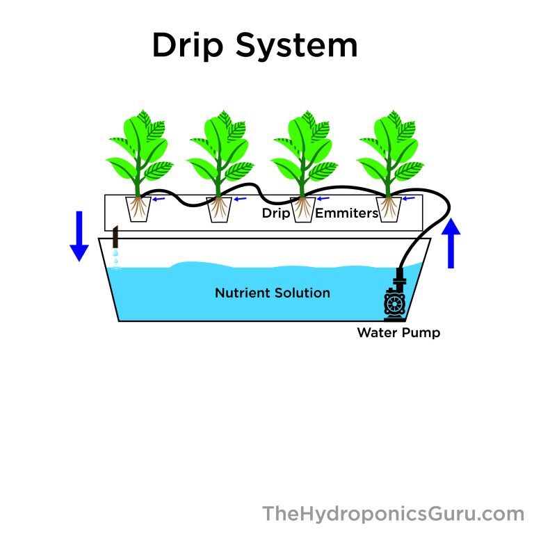 How the Drip Hydroponics System Works The Hydroponics Guru