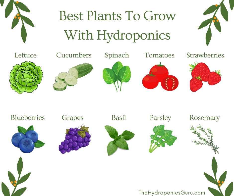 best plants to grow with hydroponics infographic