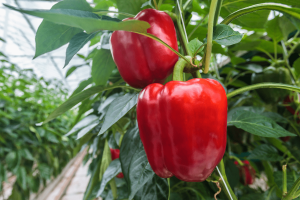 Red Bell Pepper Hydroponics Plant
