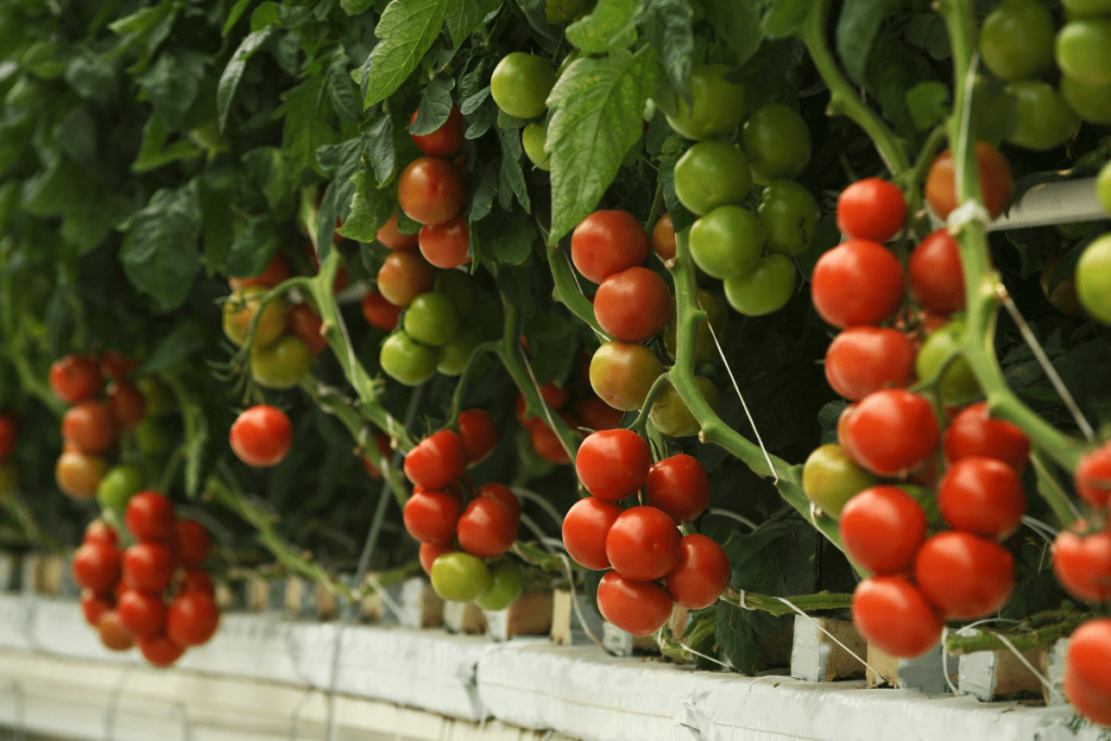Aeroponics Tomatoes