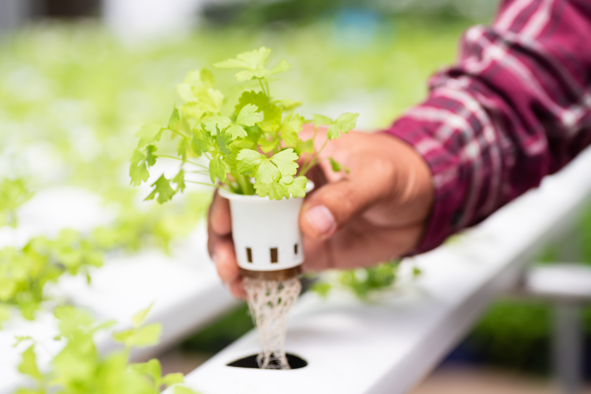 8 Reasons Why You Should Consider An Aeroponic System The Hydroponics