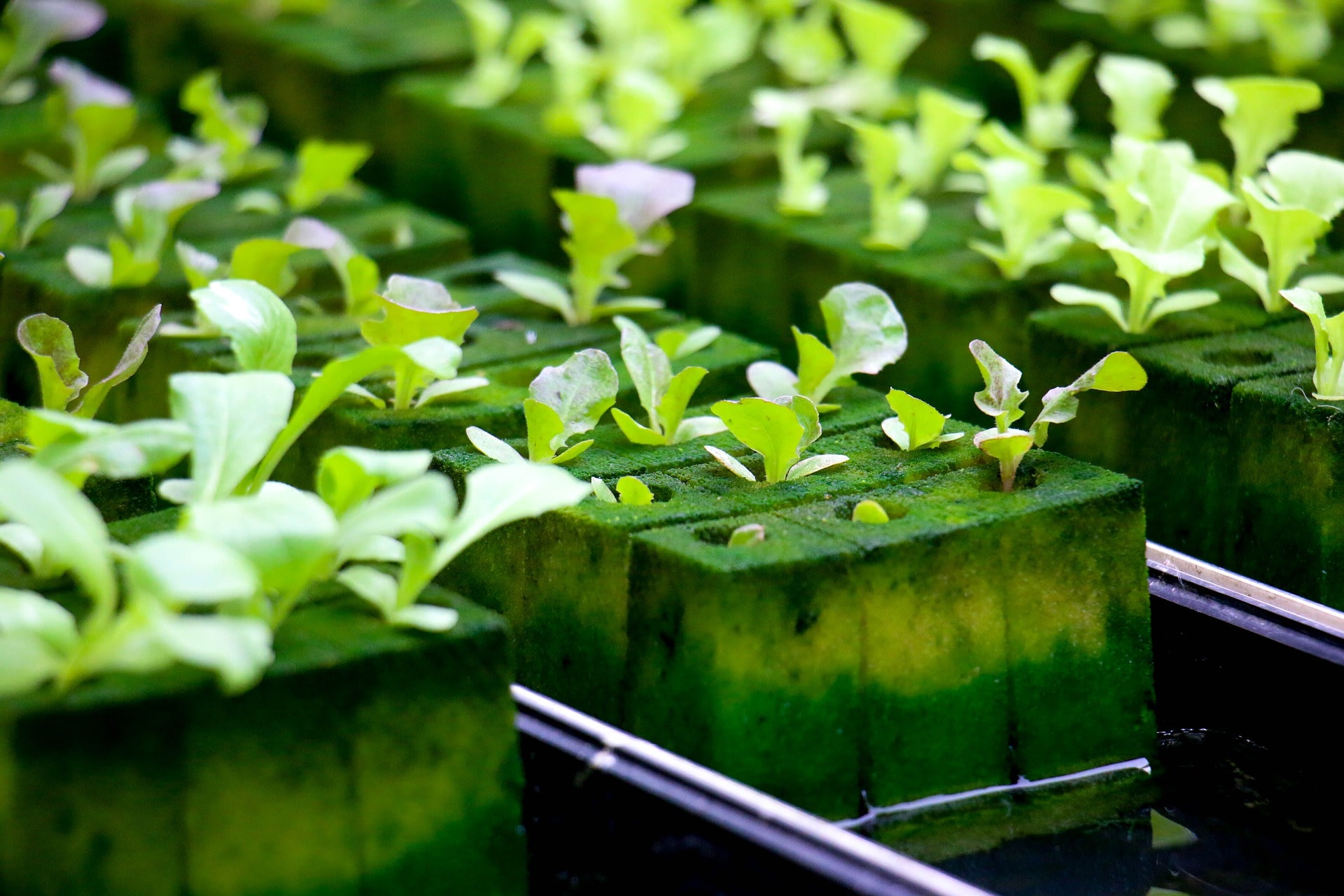 Everything You Need You Need to Know About Ebb and Flow Hydroponics The Hydroponics Guru