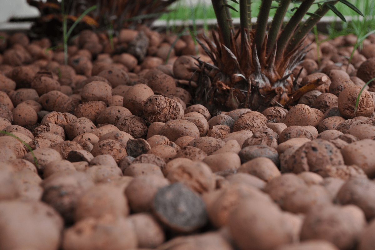 What is Hydroton, and Why is it Important to Hydroponics? The Hydroponics Guru