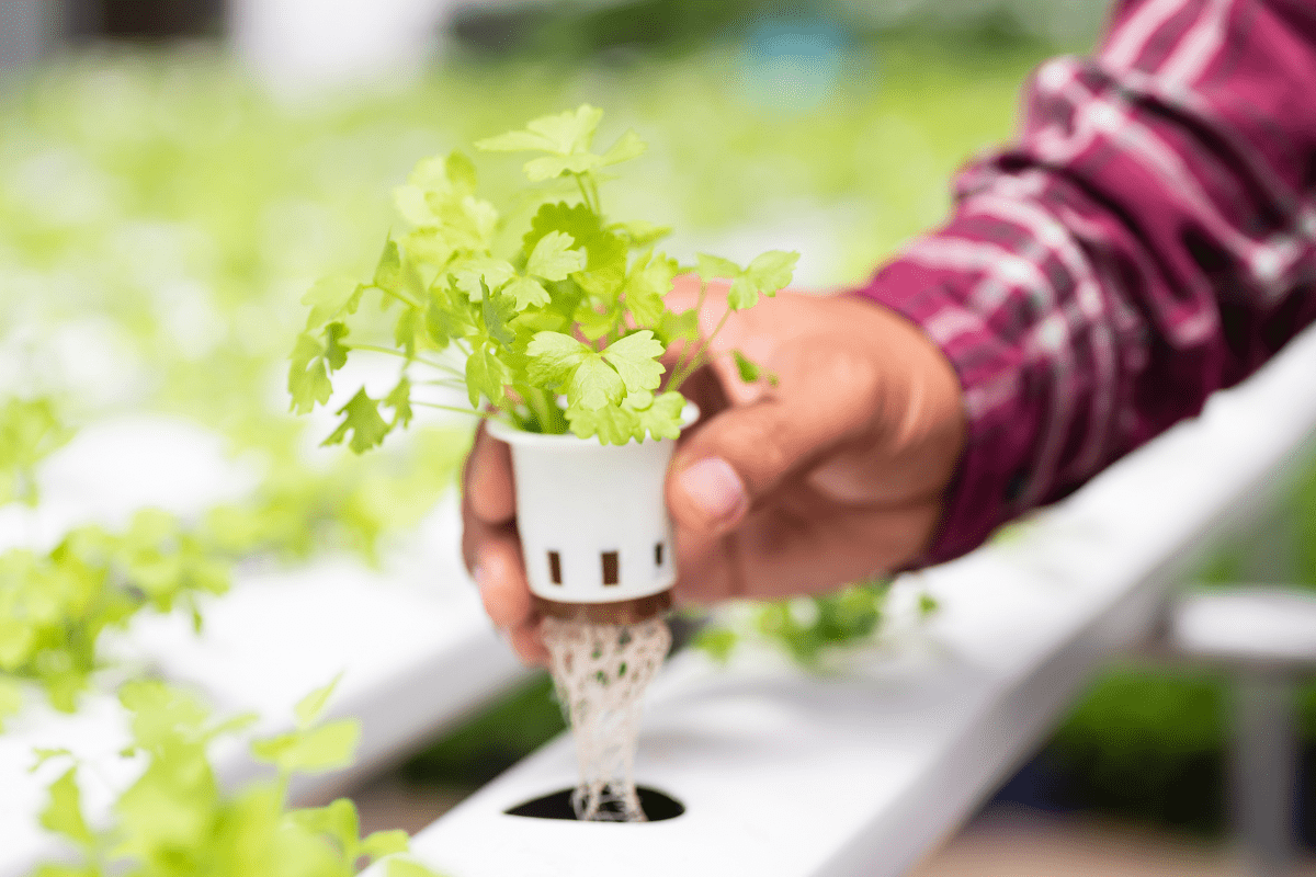 What Hydroponic Nutrients You Need And Why They Matter The