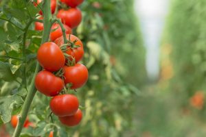 growing tomatoes hydroponically