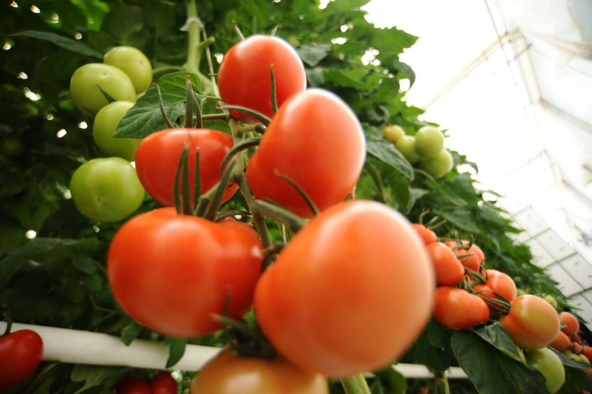 Your Guide to Growing Hydroponic Tomatoes The Hydroponics Guru