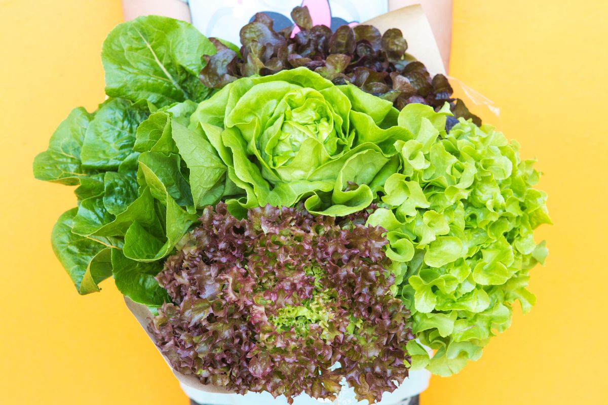 Everything You Need to Know About Growing Hydroponic Lettuce The