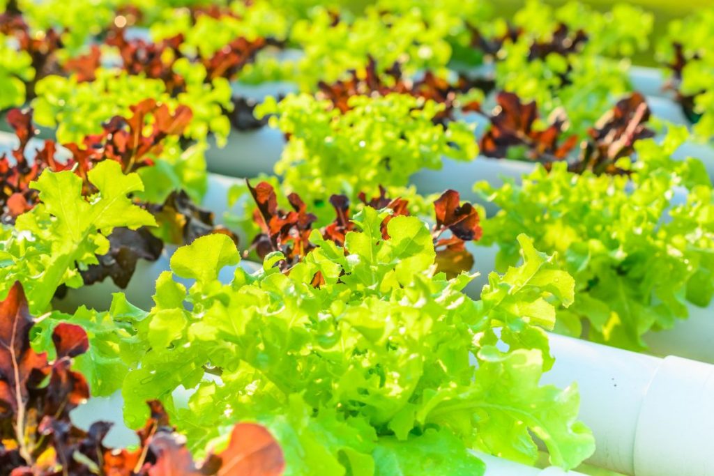 hydroponic lettuce nutrients