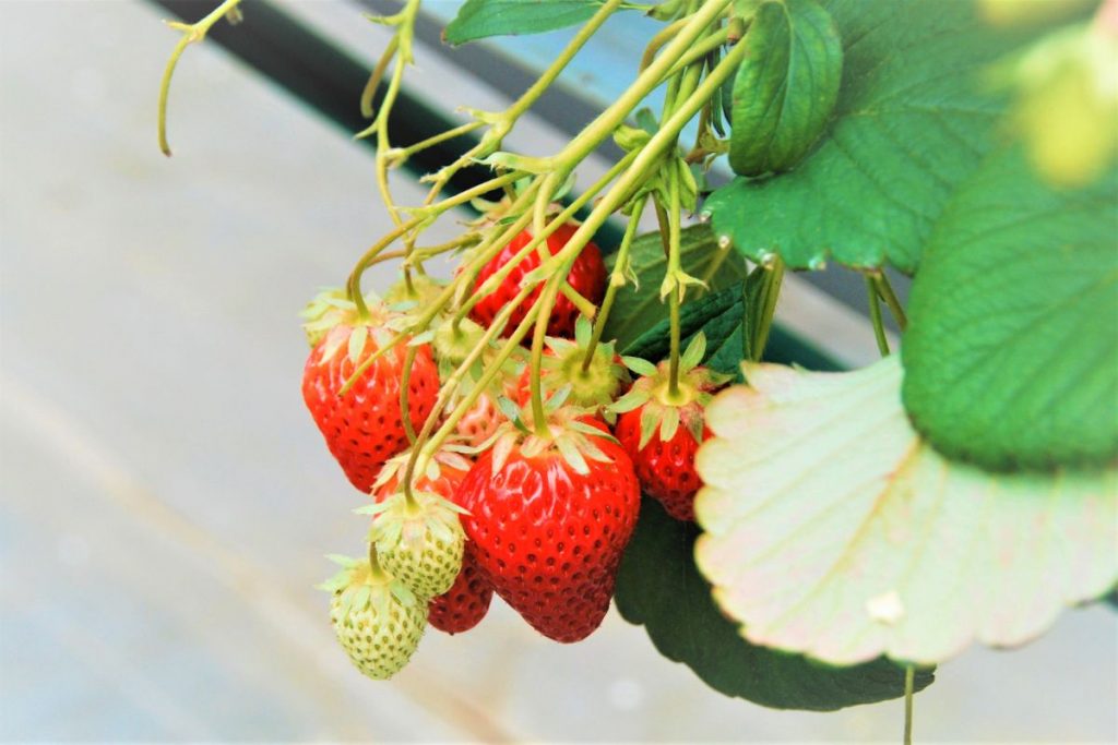 hydroponic strawberry