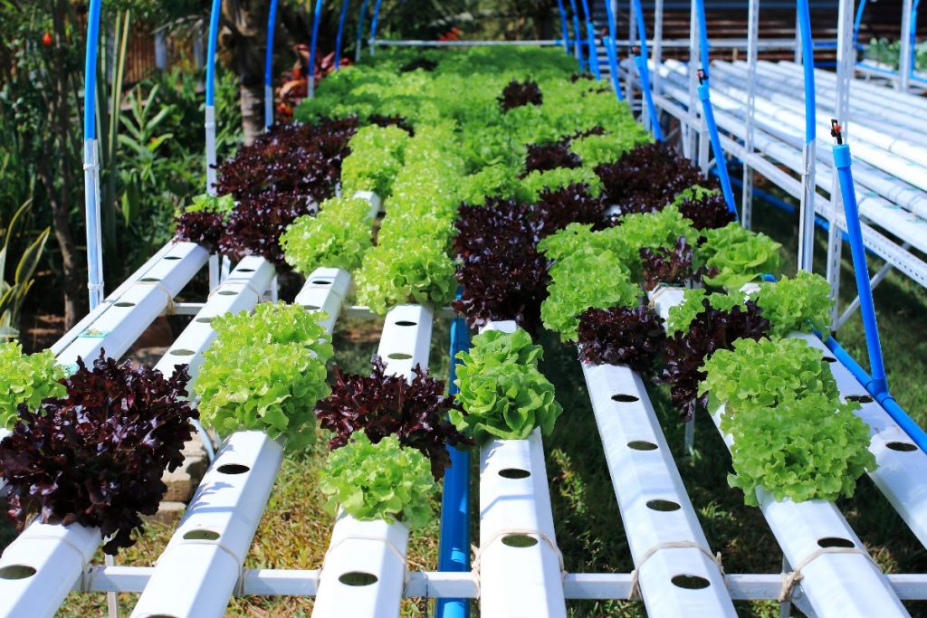 best fertilizer for hydroponics