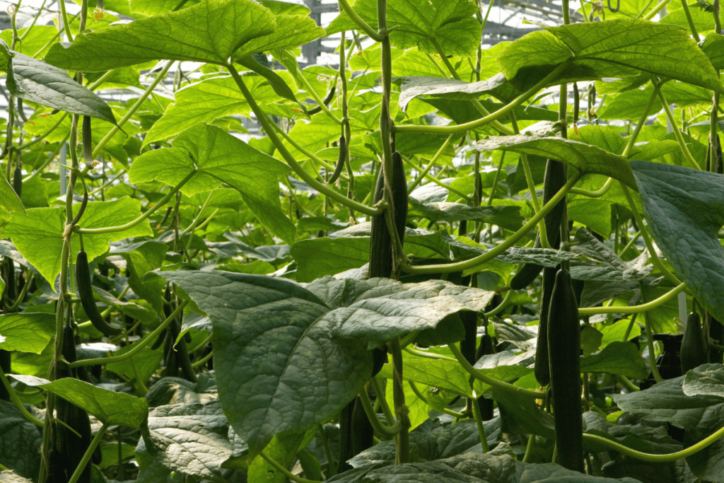 growing cucumbers hydroponically