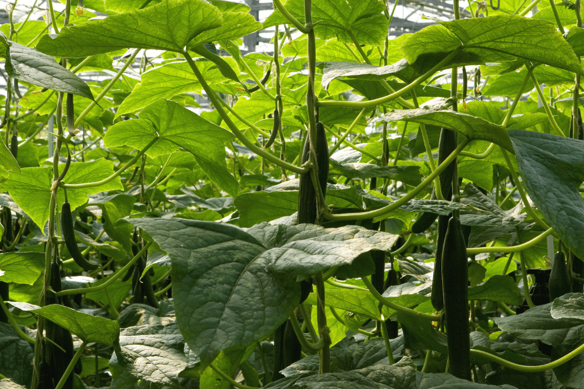 Hydroponic Cucumbers 101 Your Complete Growing Guide The