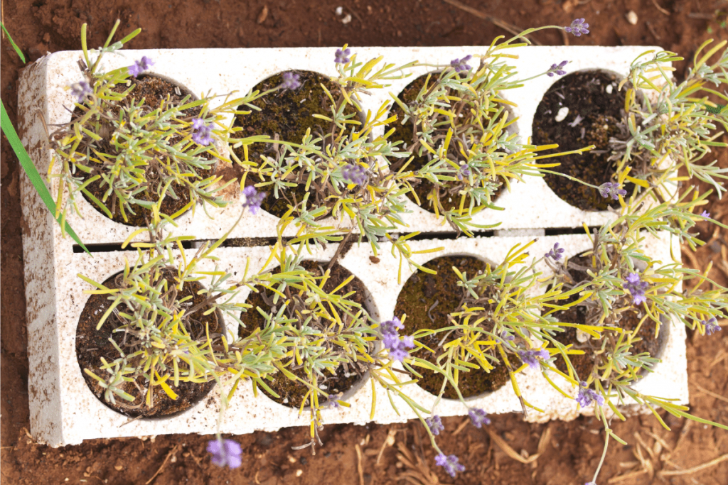 growing lavender hydroponically