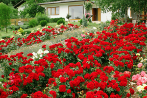 hydroponic rose garden