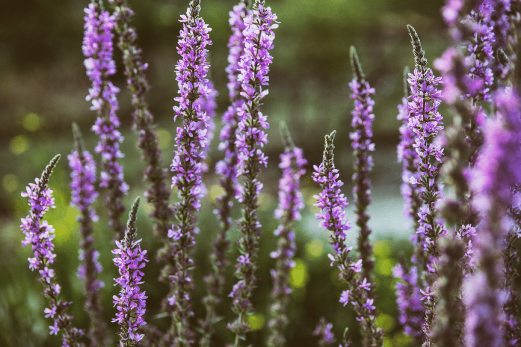 lavender in hydroponics